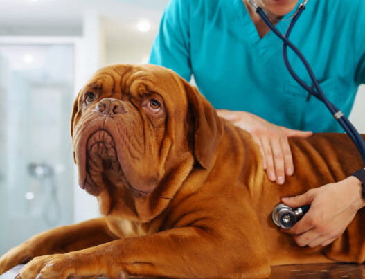 Licencias de actividad para Clínicas veterinarias en Madrid