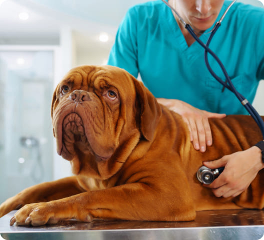 Licencias de actividad para Clínicas veterinarias en Madrid