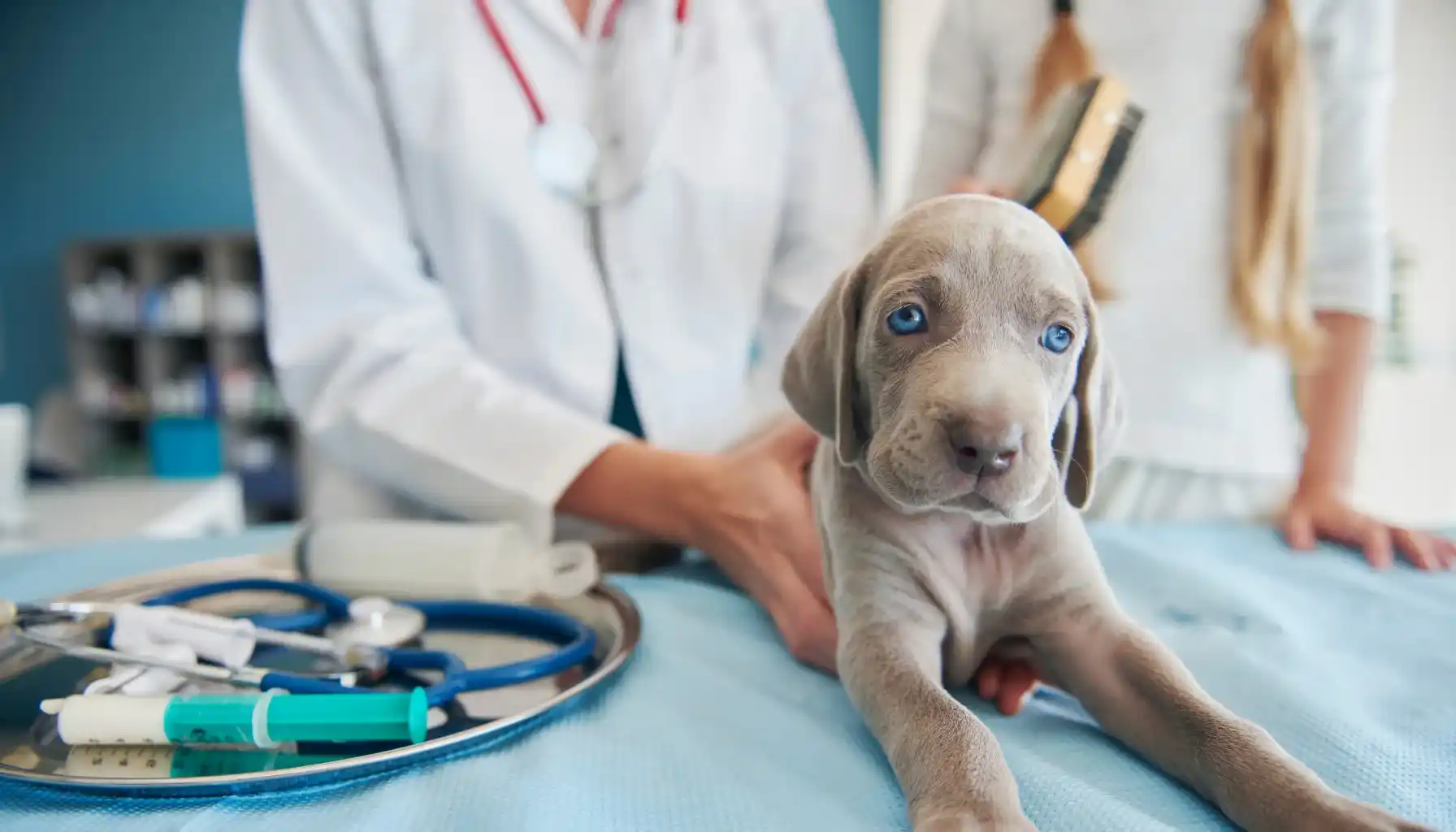 Abrir una clínica veterinaria en Madrid: requisitos, costes y licencia de actividad